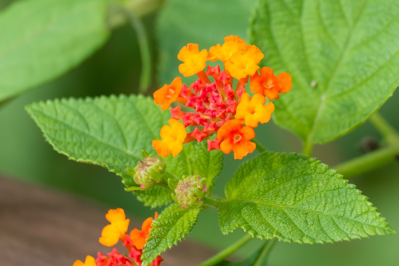 plant flower close-up free photo