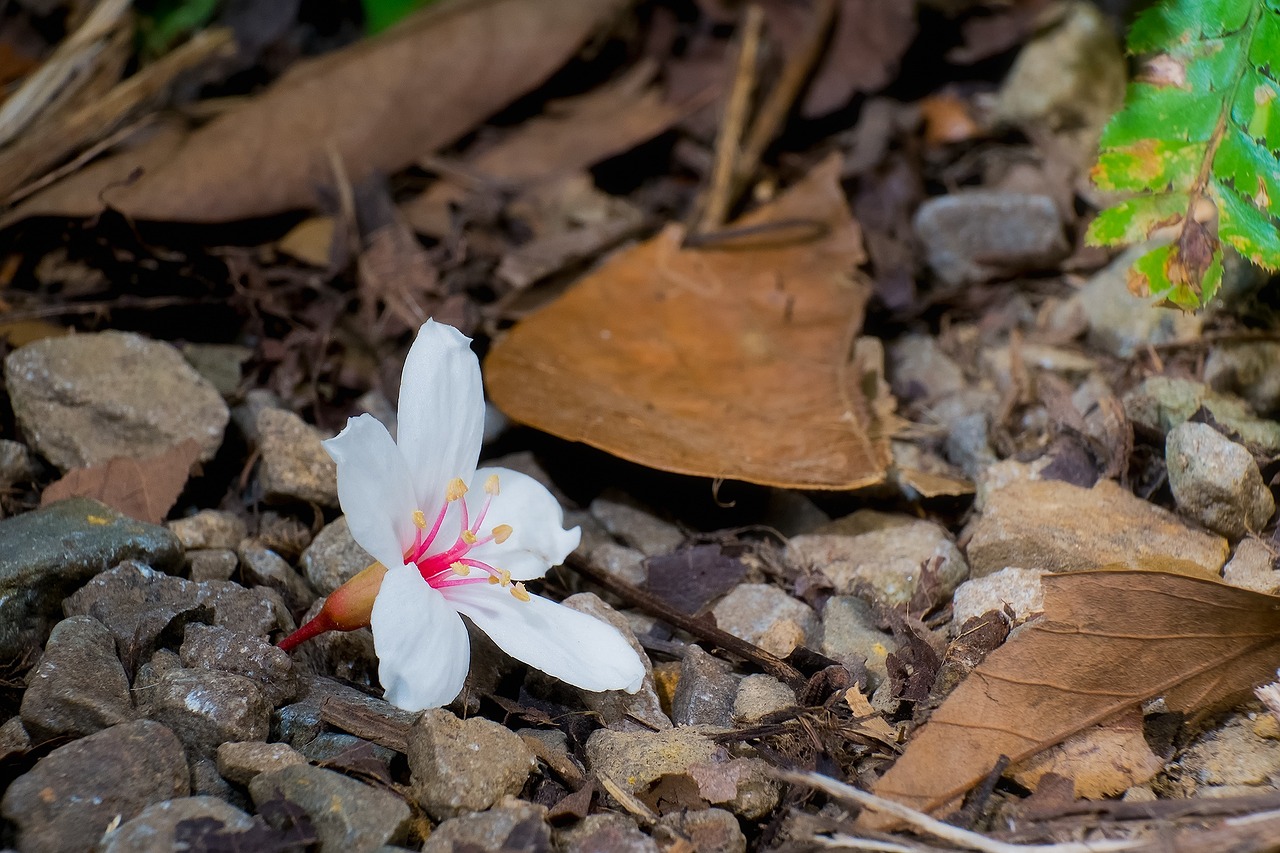 plant flower close-up free photo