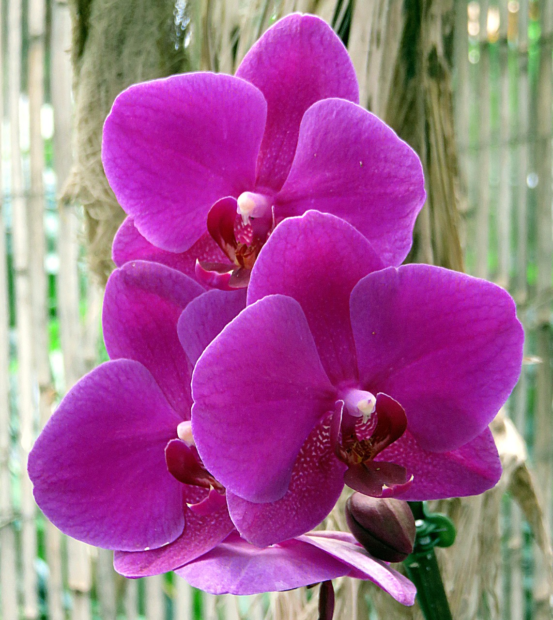plant flower orchid free photo