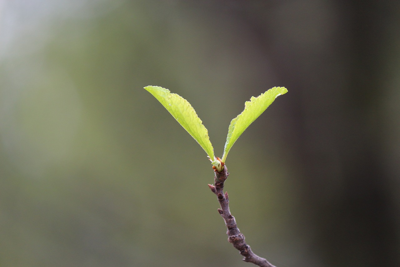 plant green nature free photo