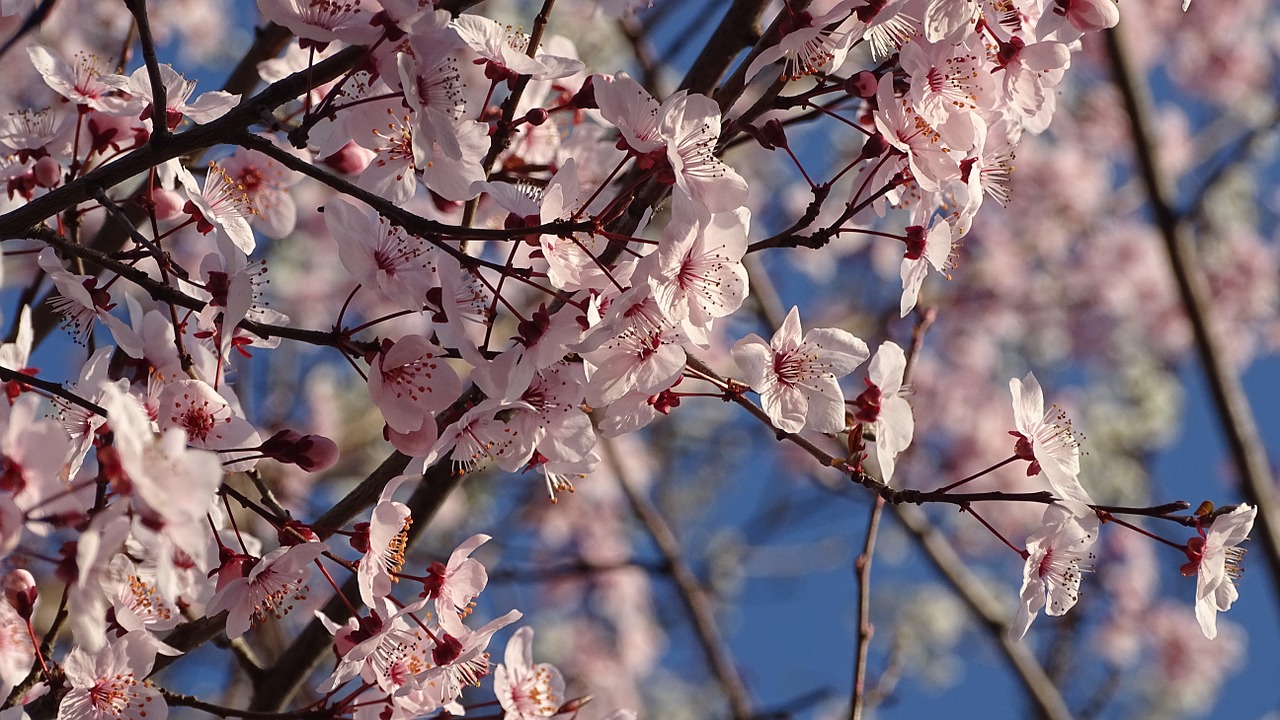 plant spring flowers free photo