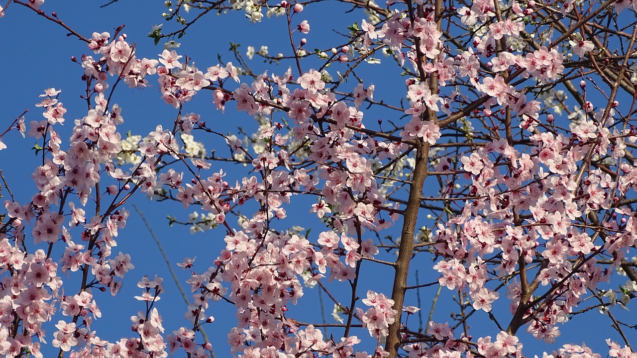 plant spring flowers free photo