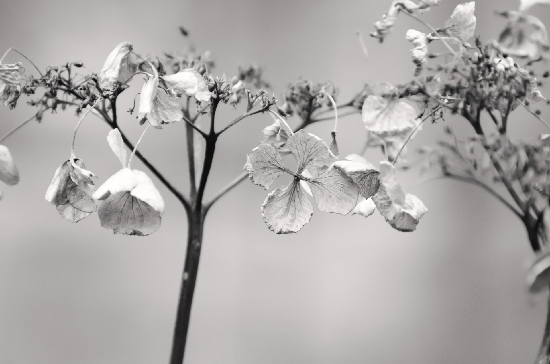 plant macro garden free photo