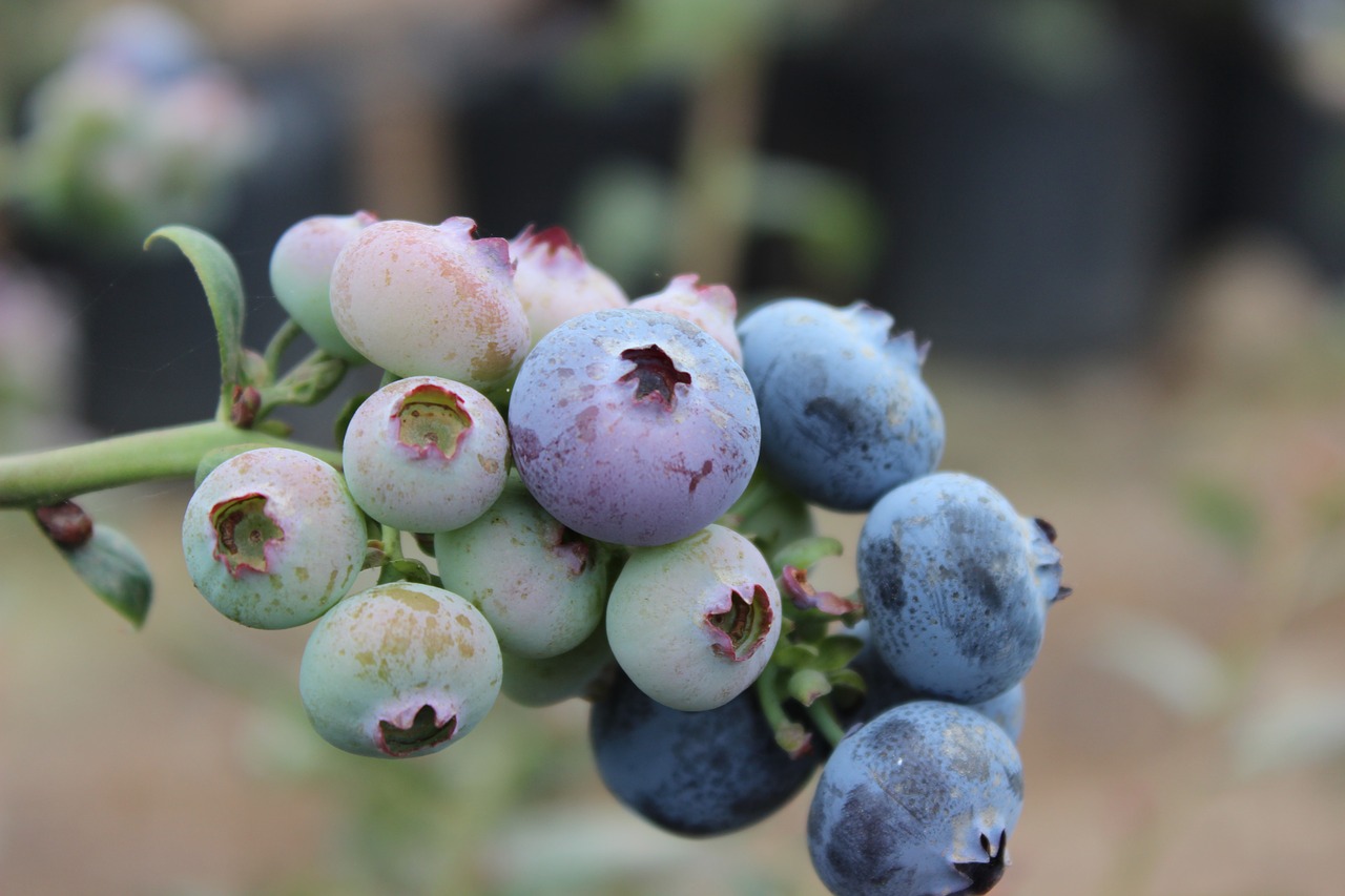 plant blueberries  fruit  harvest free photo