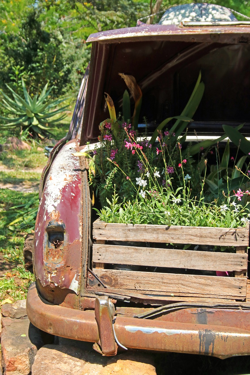 plant boxes in boot of old car car boot free photo