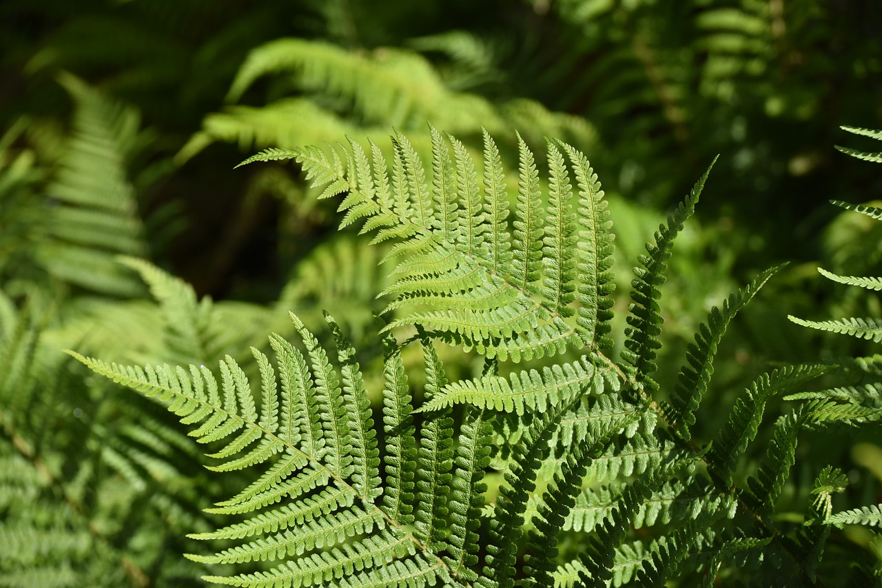 plant fern  fern  under wood free photo