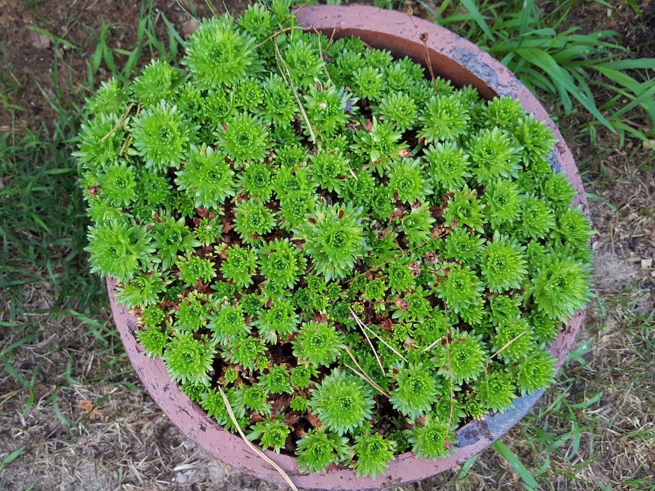 plant in a pot garden green free photo