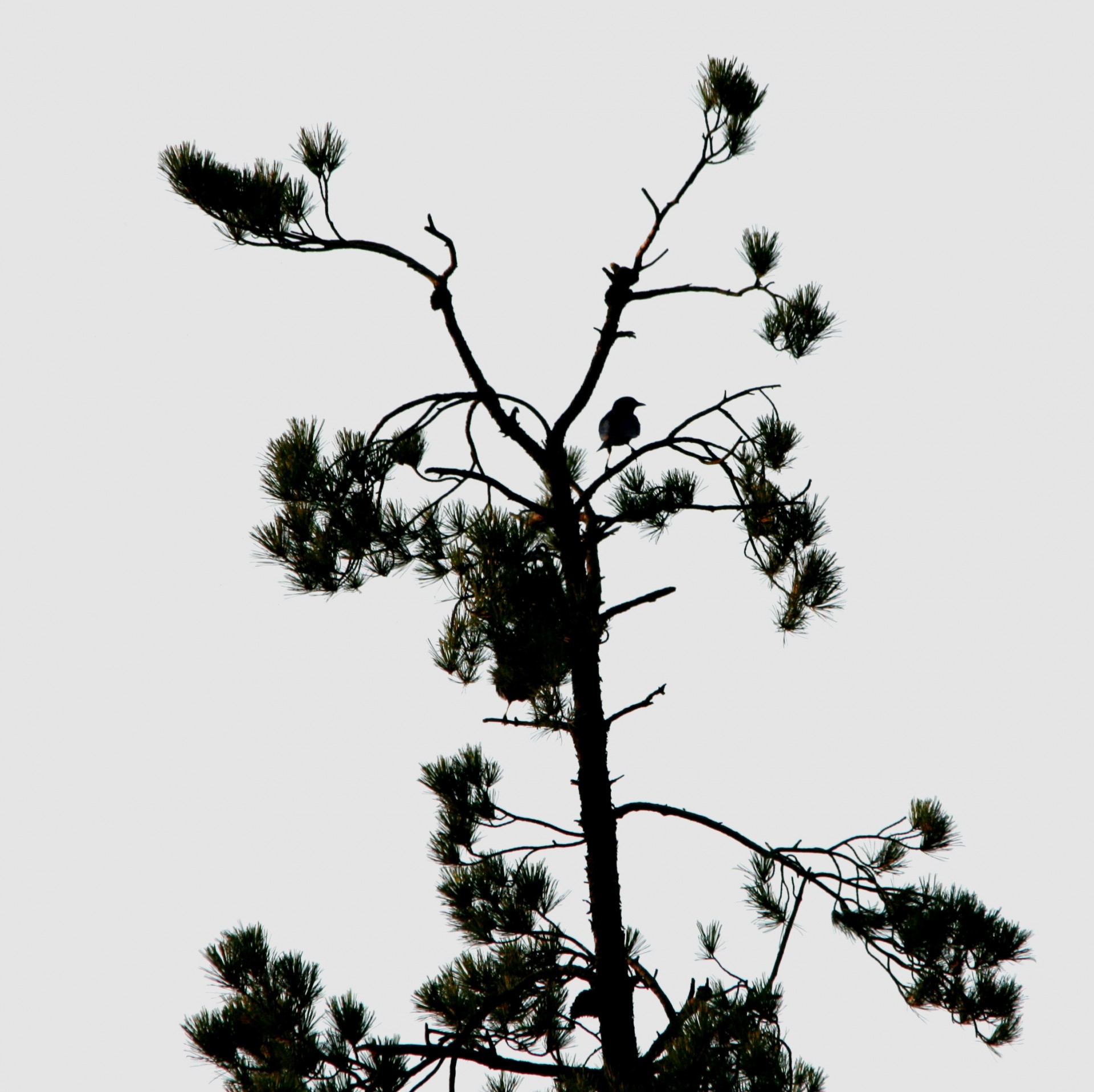treetop delicate dainty free photo