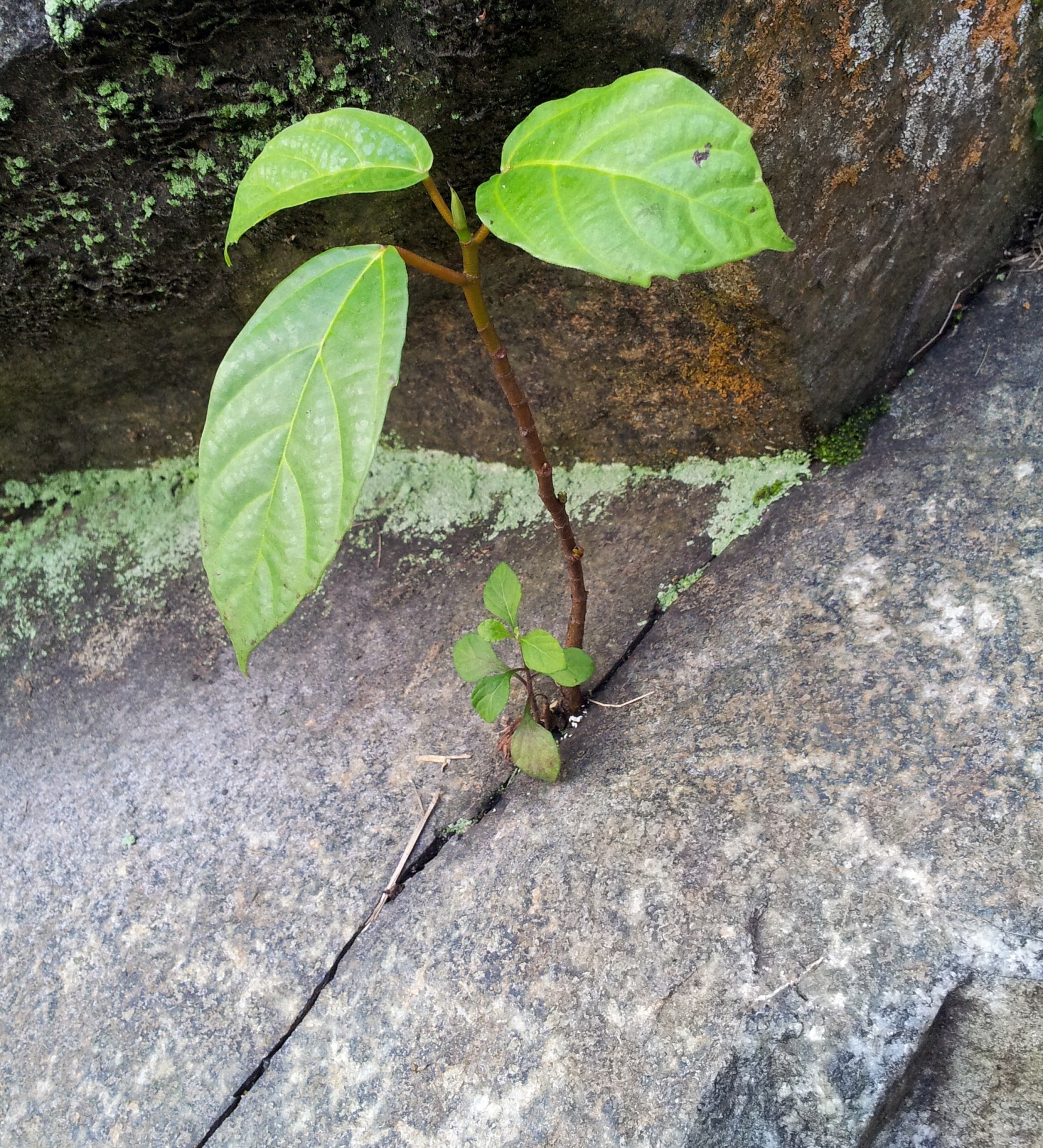 plant inside rock stone persistent strong life free photo