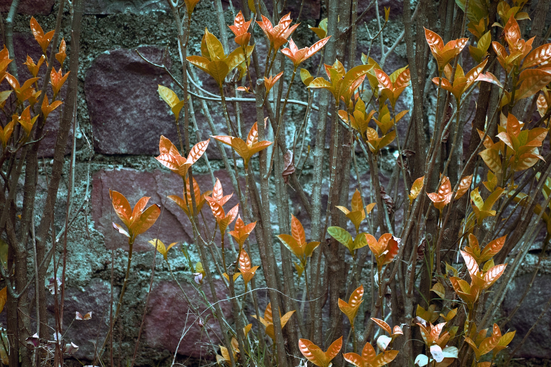 plant leaves foliage free photo