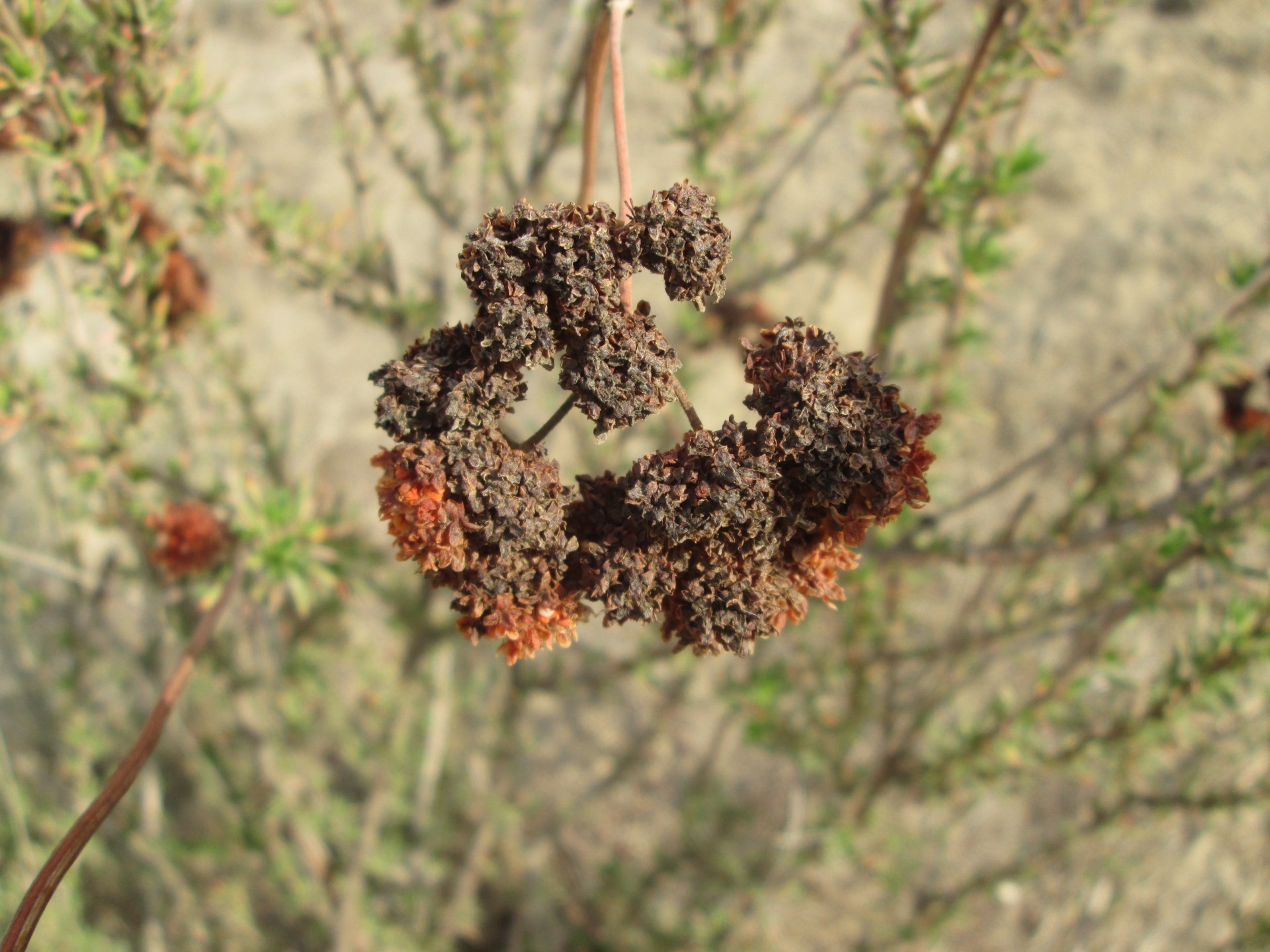 macro plant nature free photo