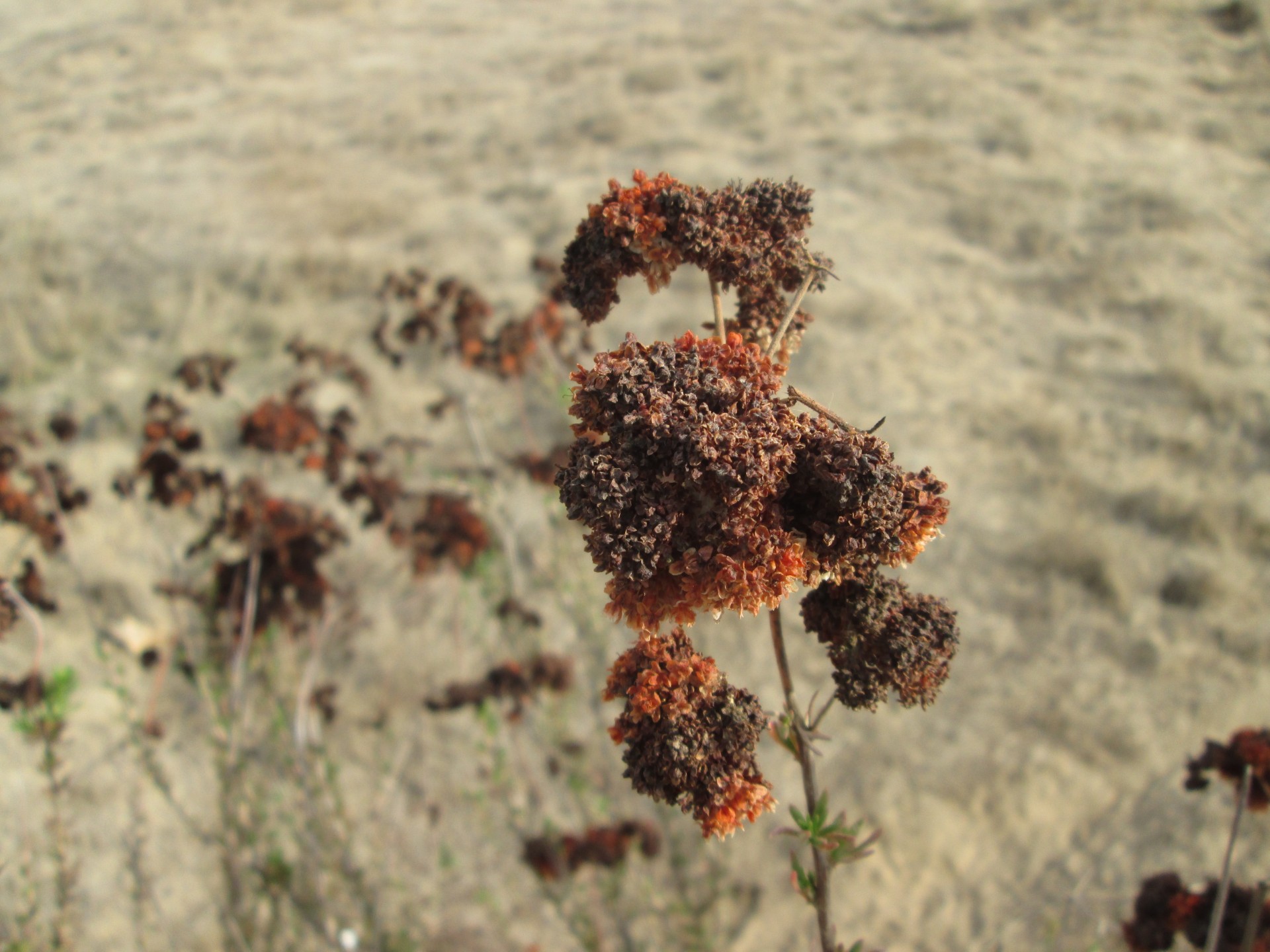 macro plant nature free photo