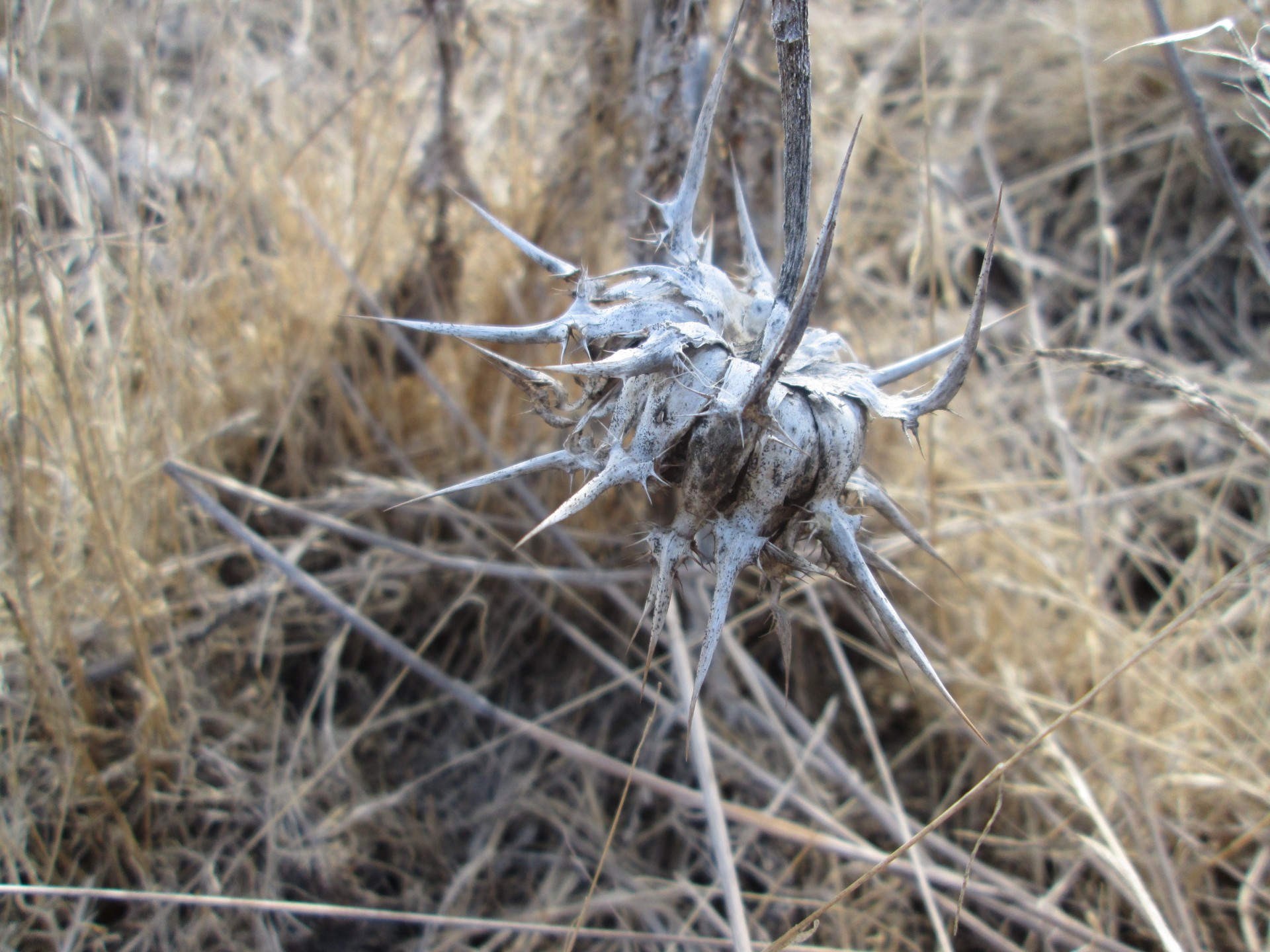 macro plant nature free photo