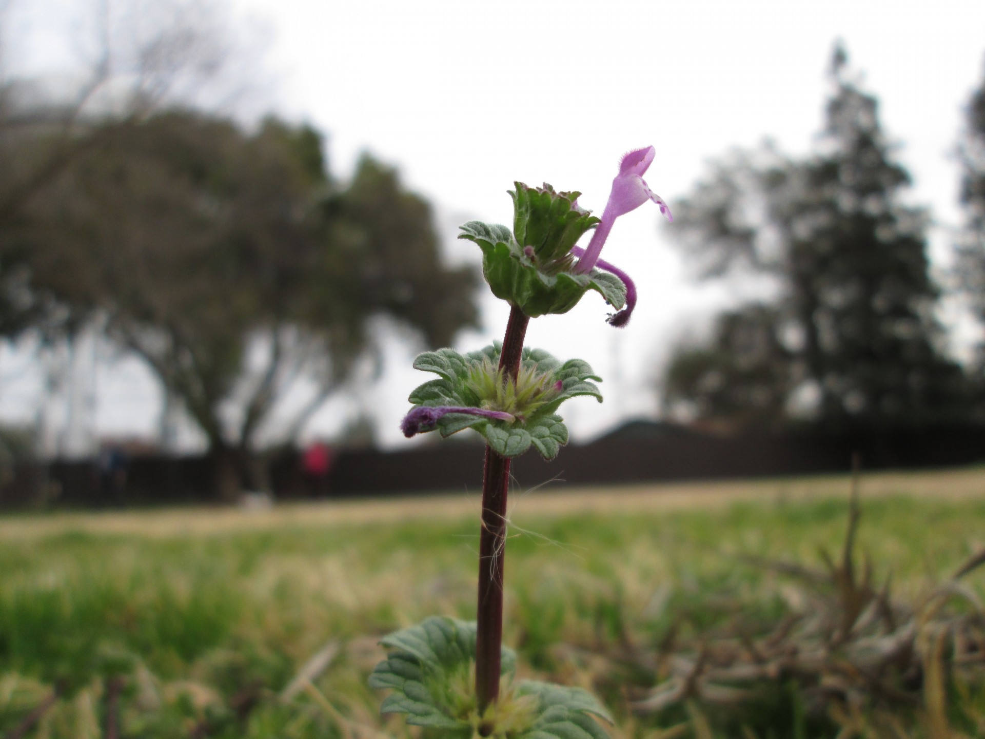 macro plant nature free photo