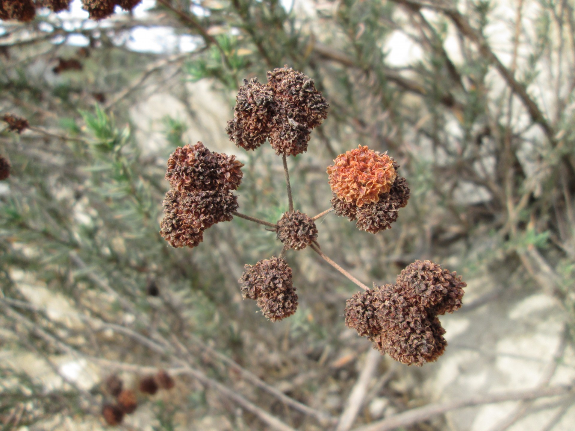 macro plant nature free photo