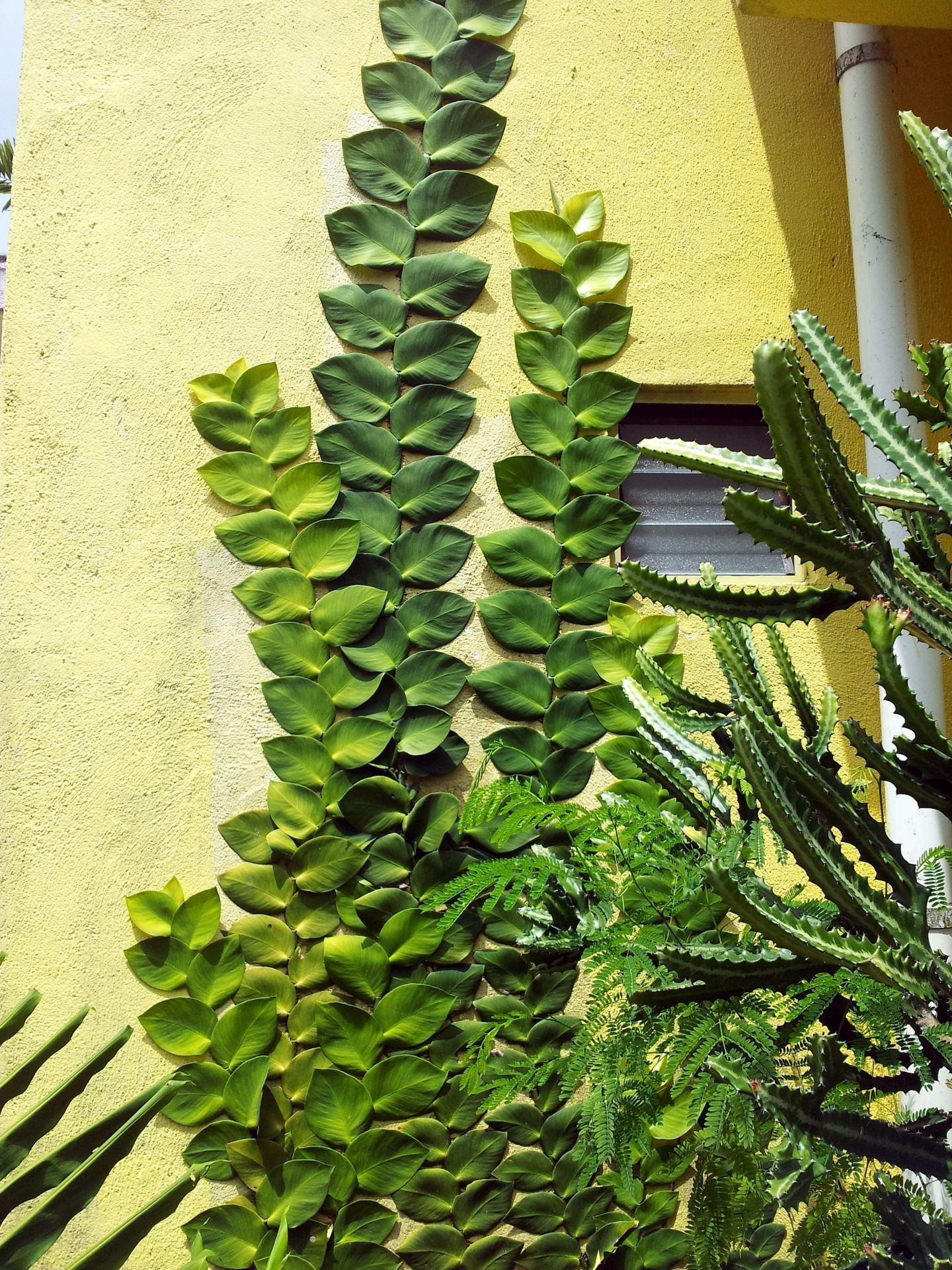 plant wall plant on the wall free photo