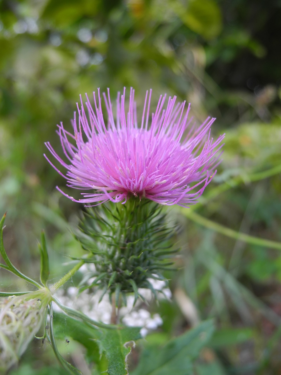 plant pink flowering macro free photo