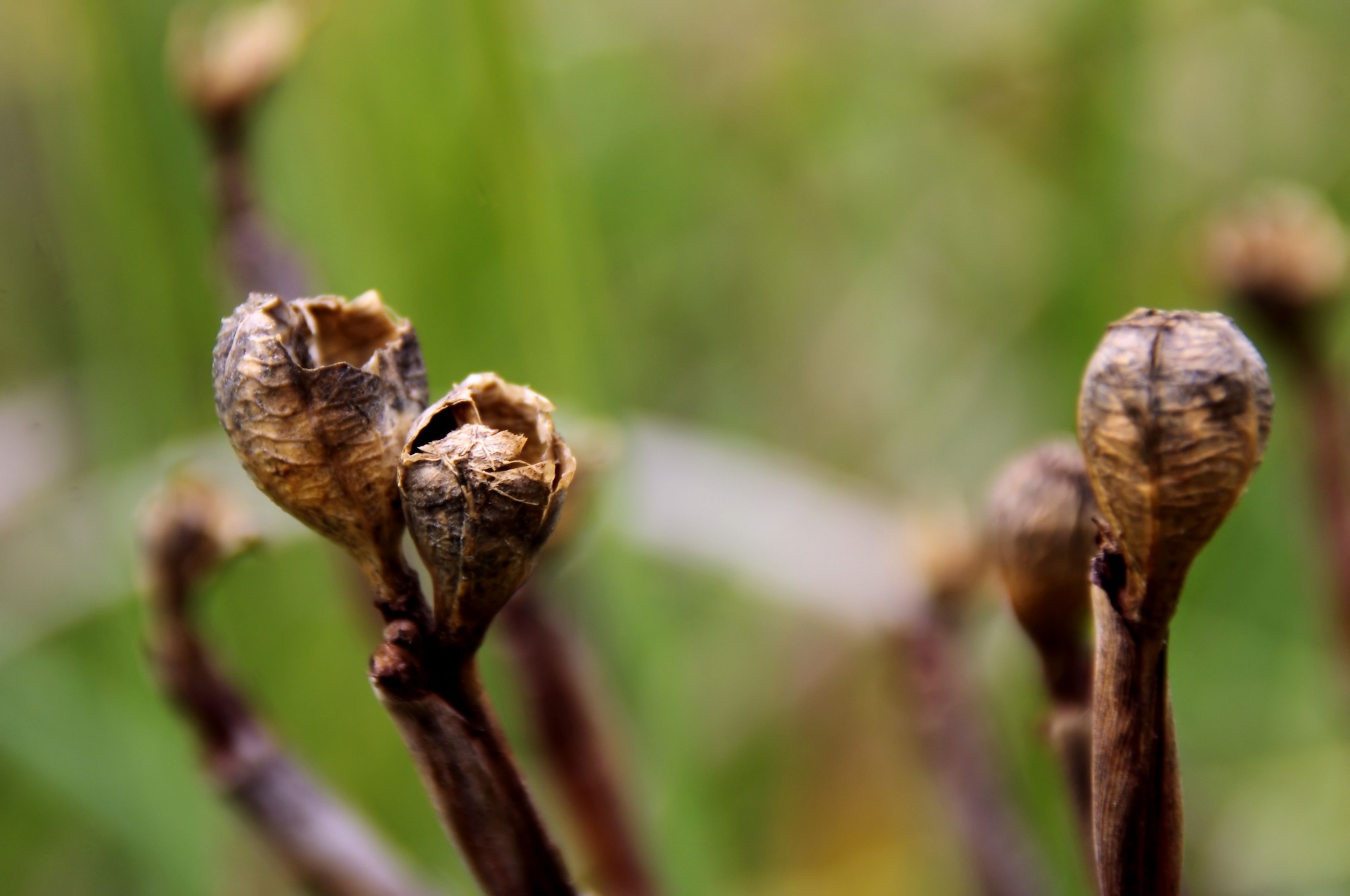 plant seed pods free photo