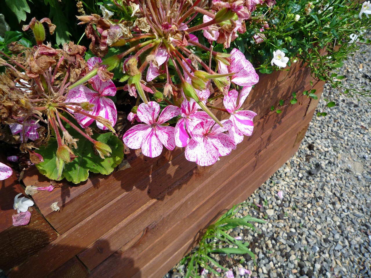 plant pots flower box flowers free photo