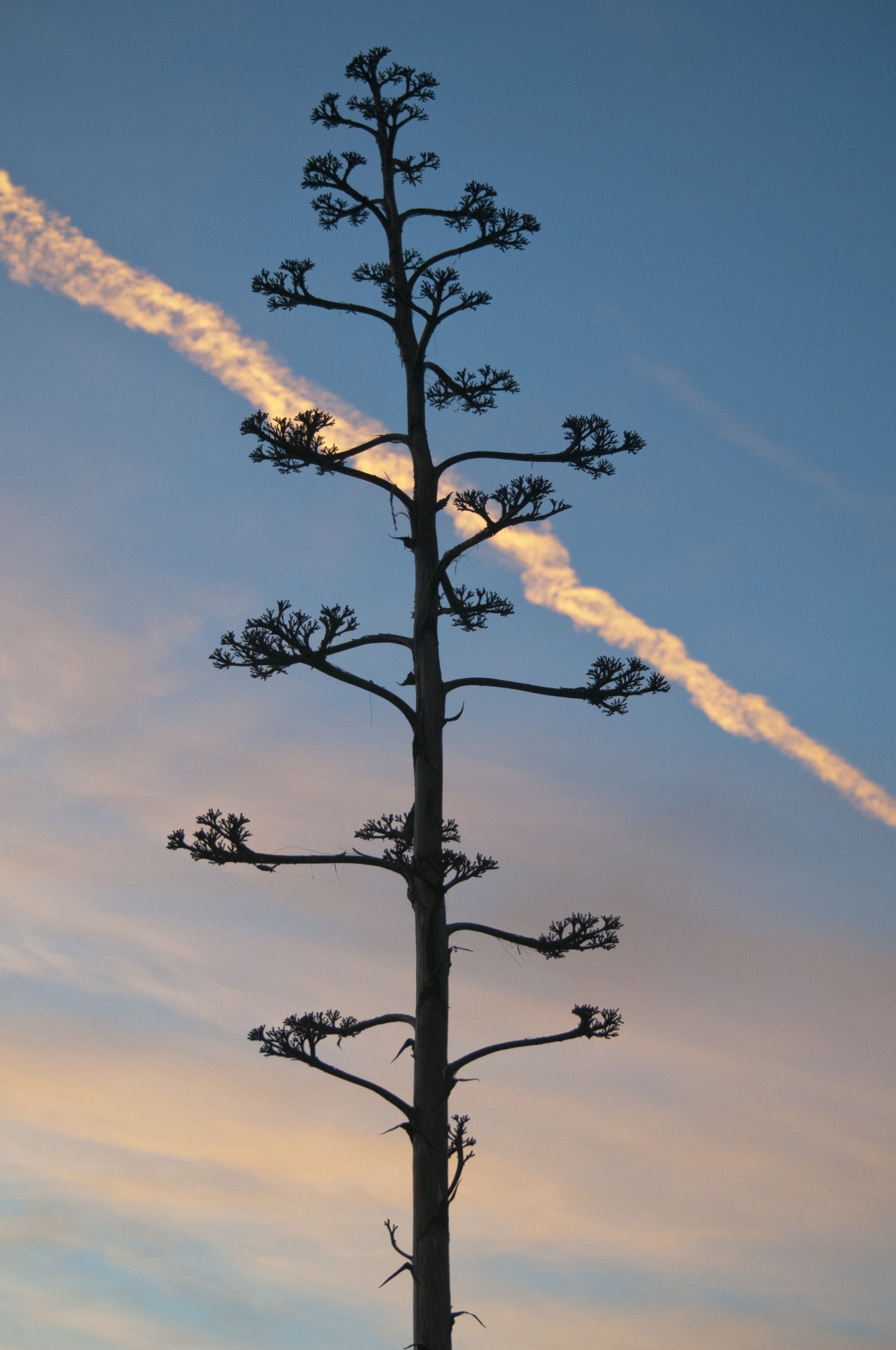 plant plants silhouette free photo