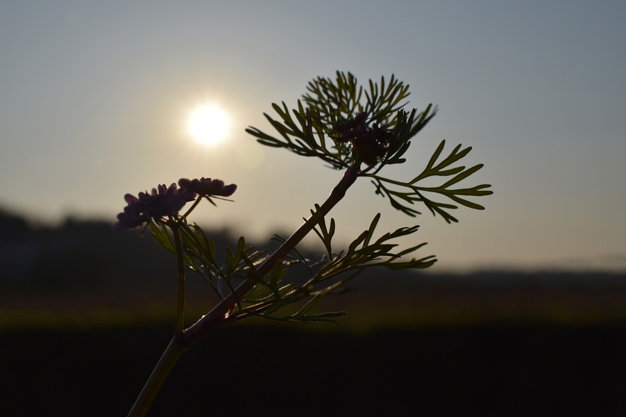 plant silhouette sunset backlighting free photo