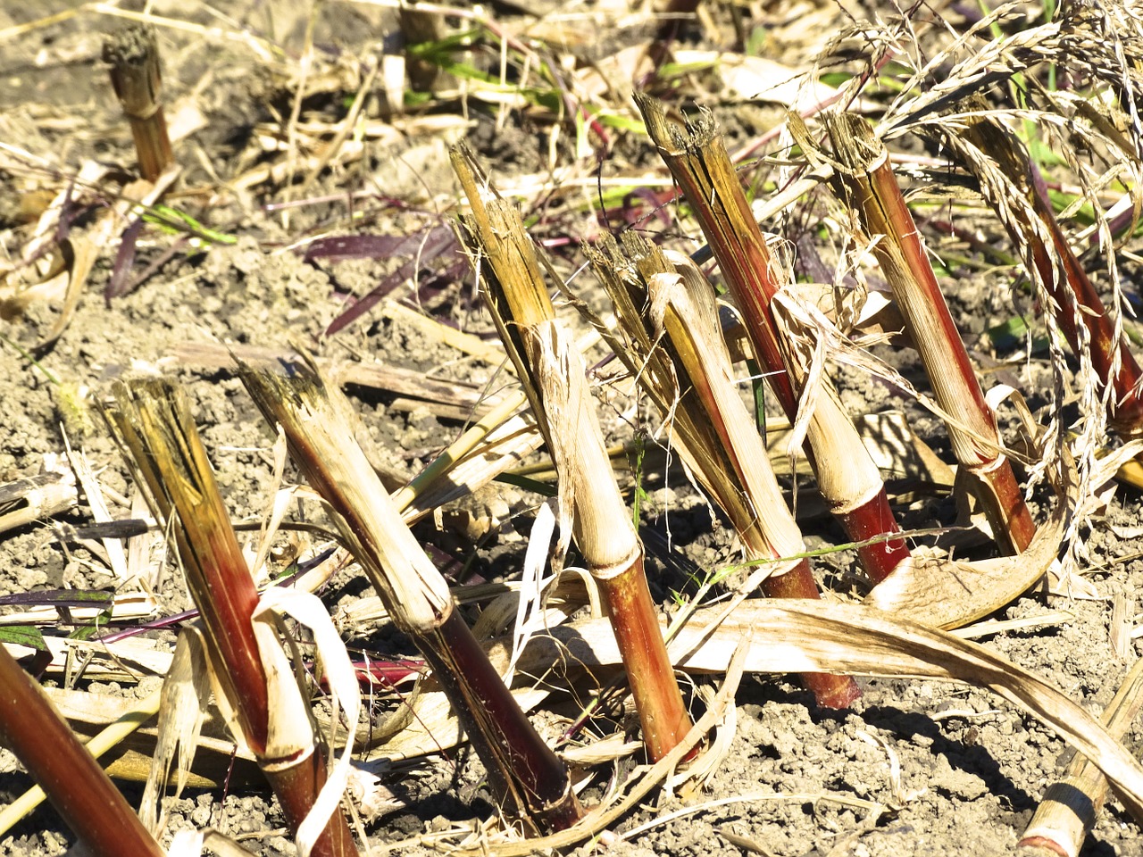 plant stub harvest time corn harvest free photo