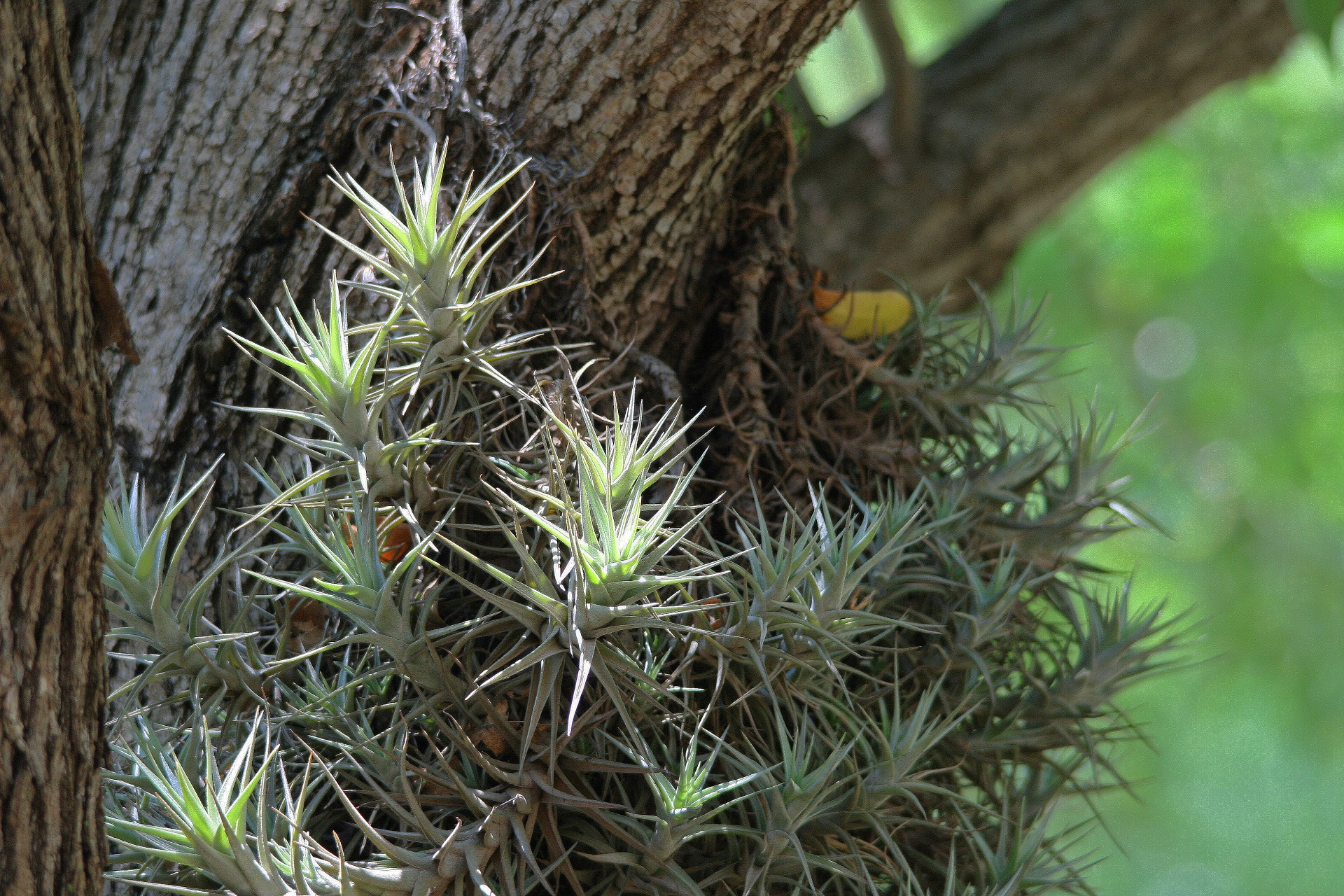 tree trunk host free photo