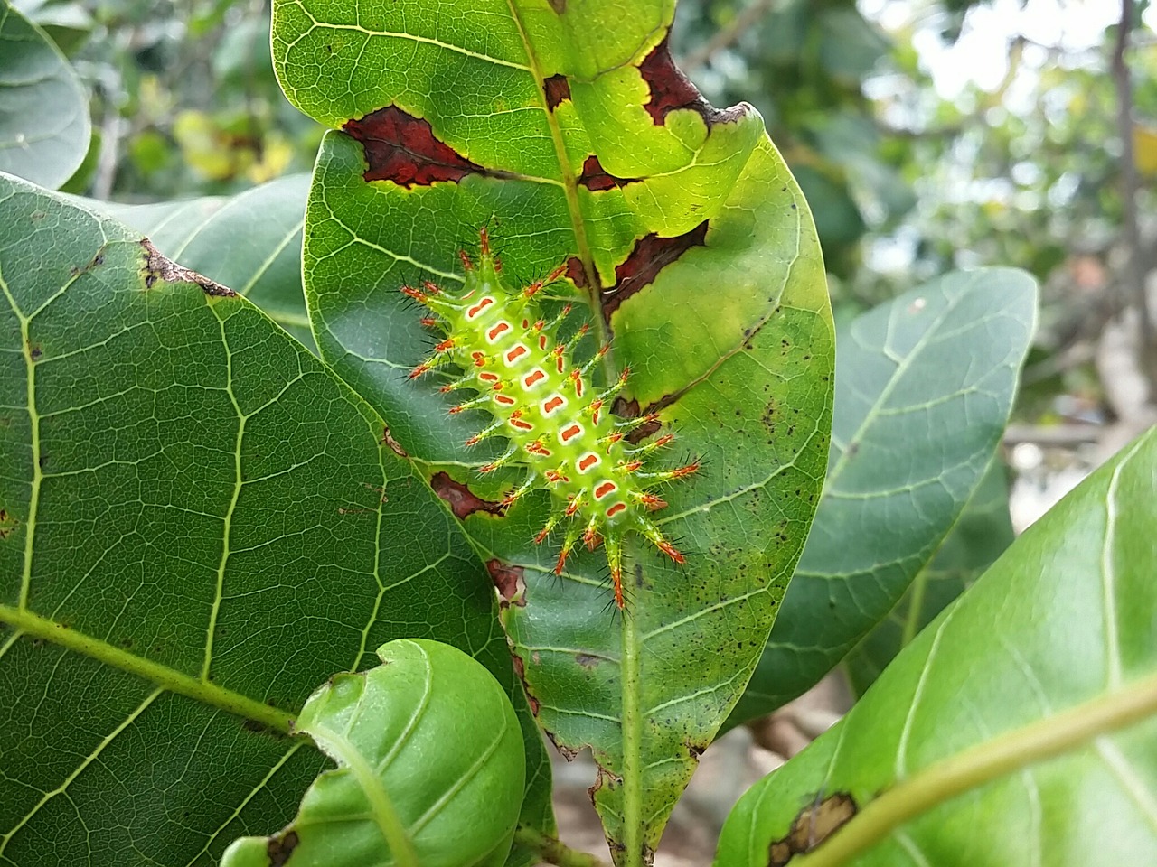 planta animais largarta free photo