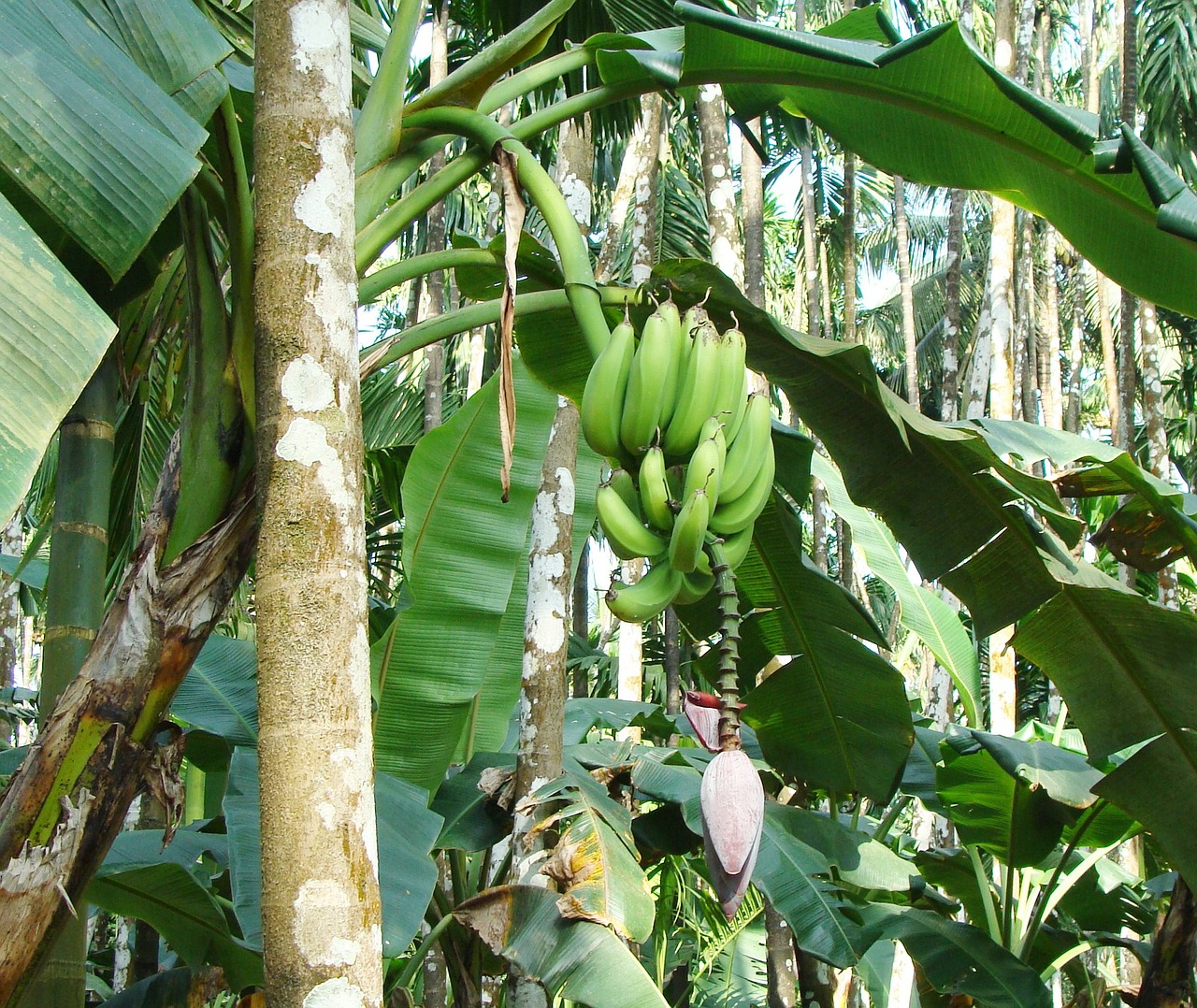 plantain green banana free photo