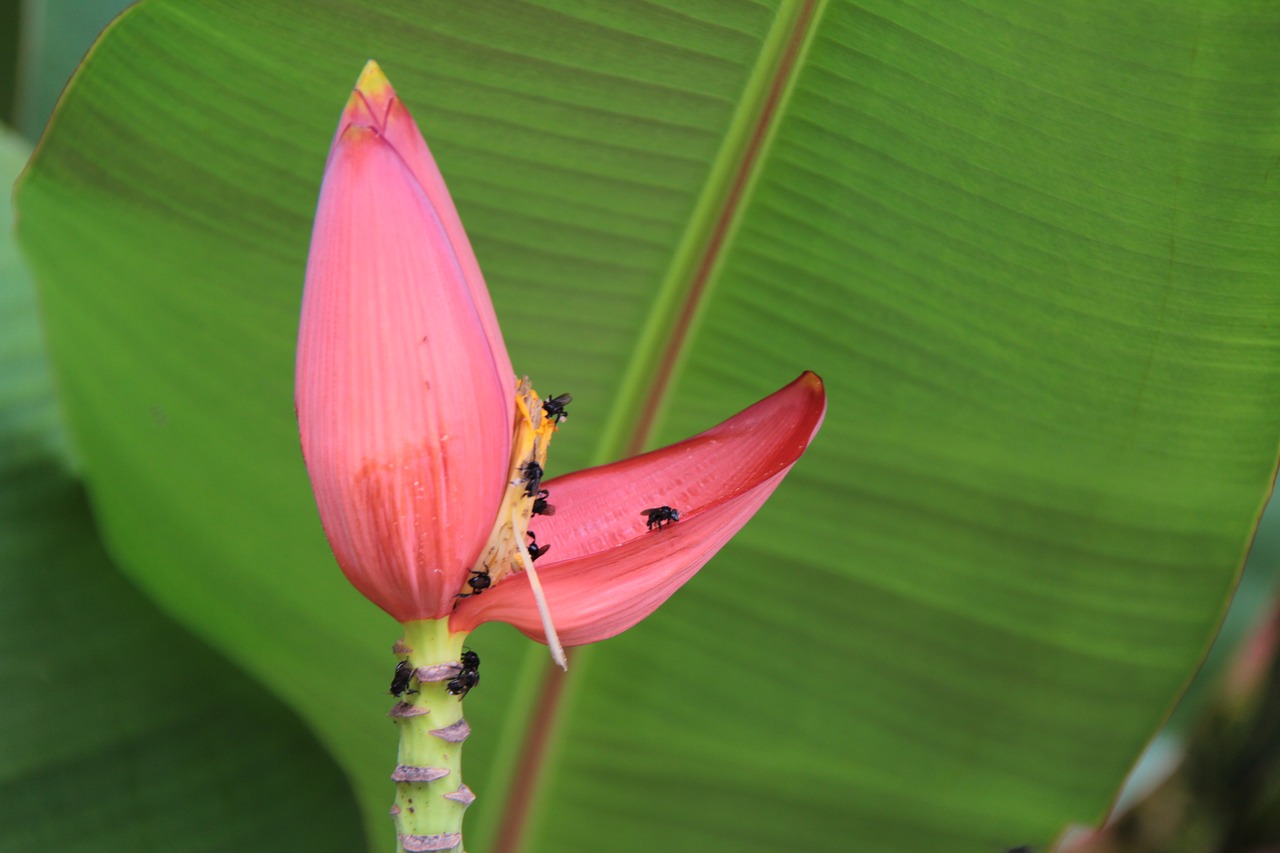 plantain banana flower free photo