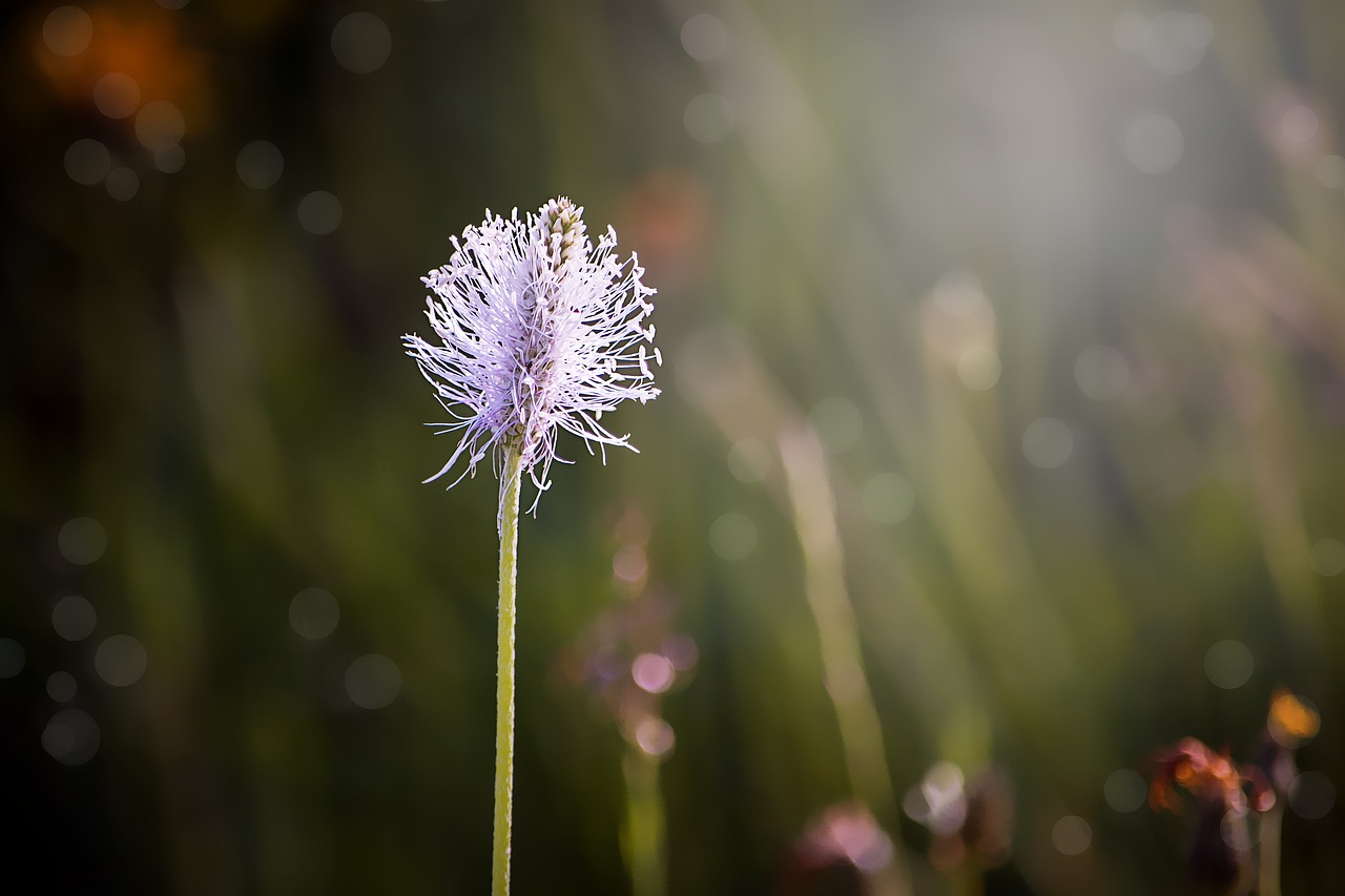 plantain blossom bloom free photo