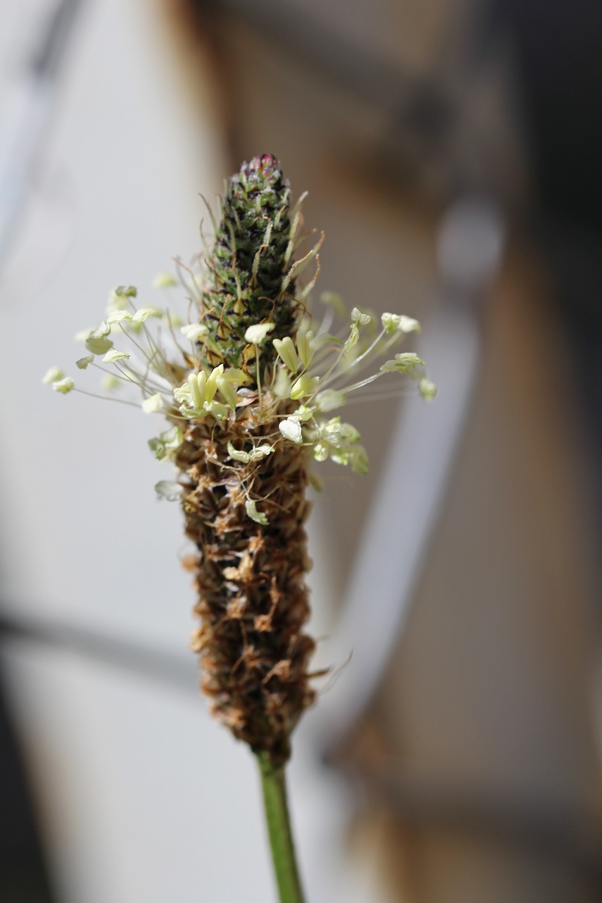 plantain close bloom free photo