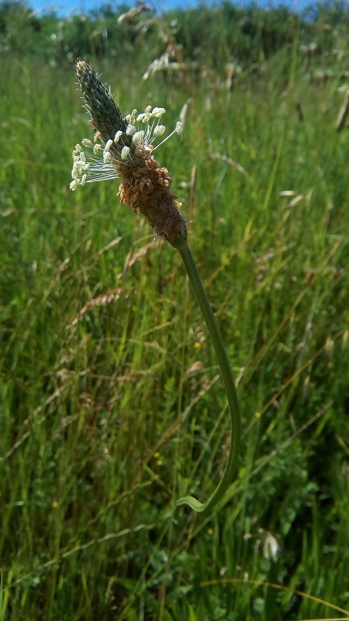 plantain  flower  nature free photo