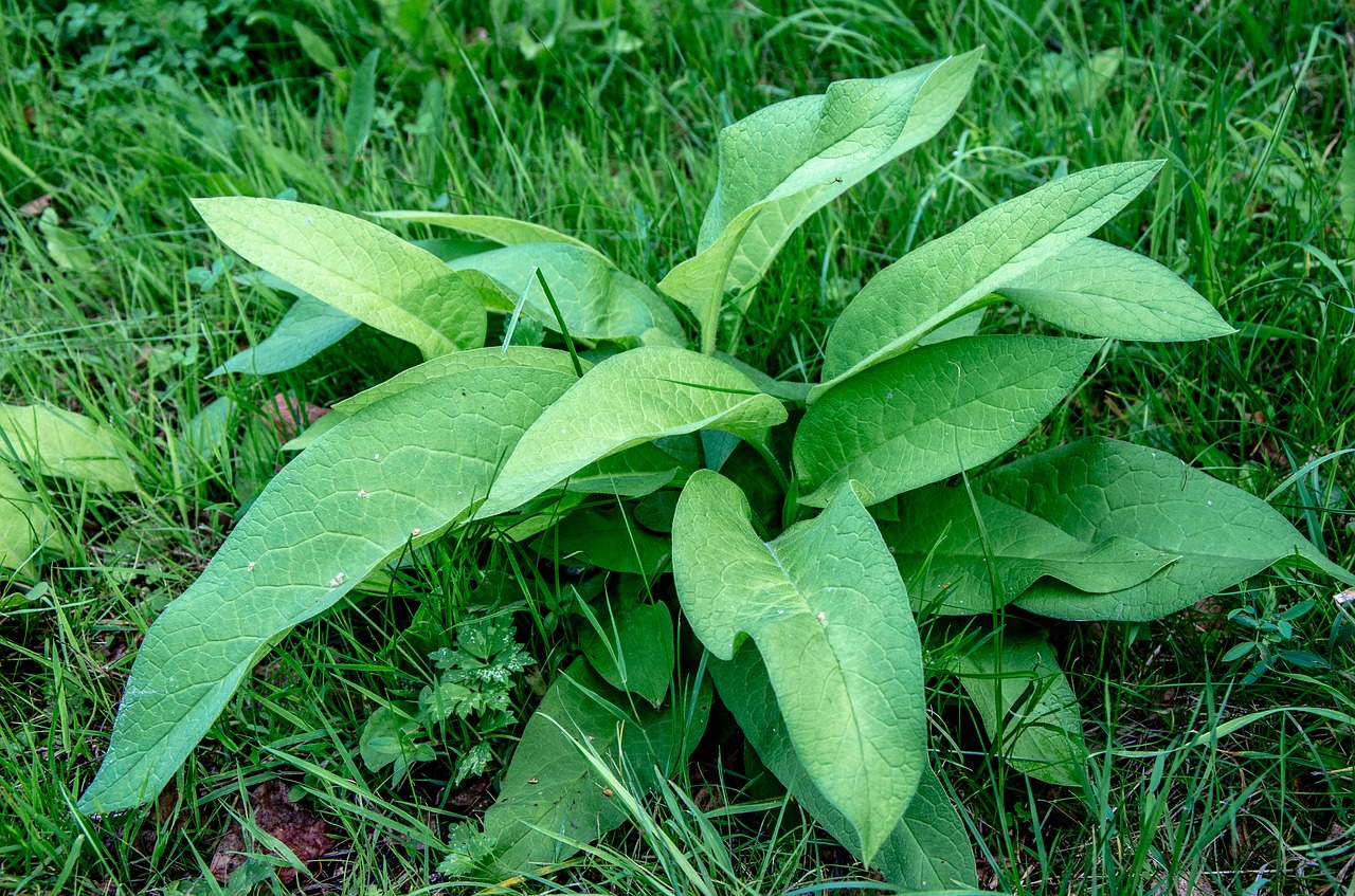 plantain  weed  plant free photo