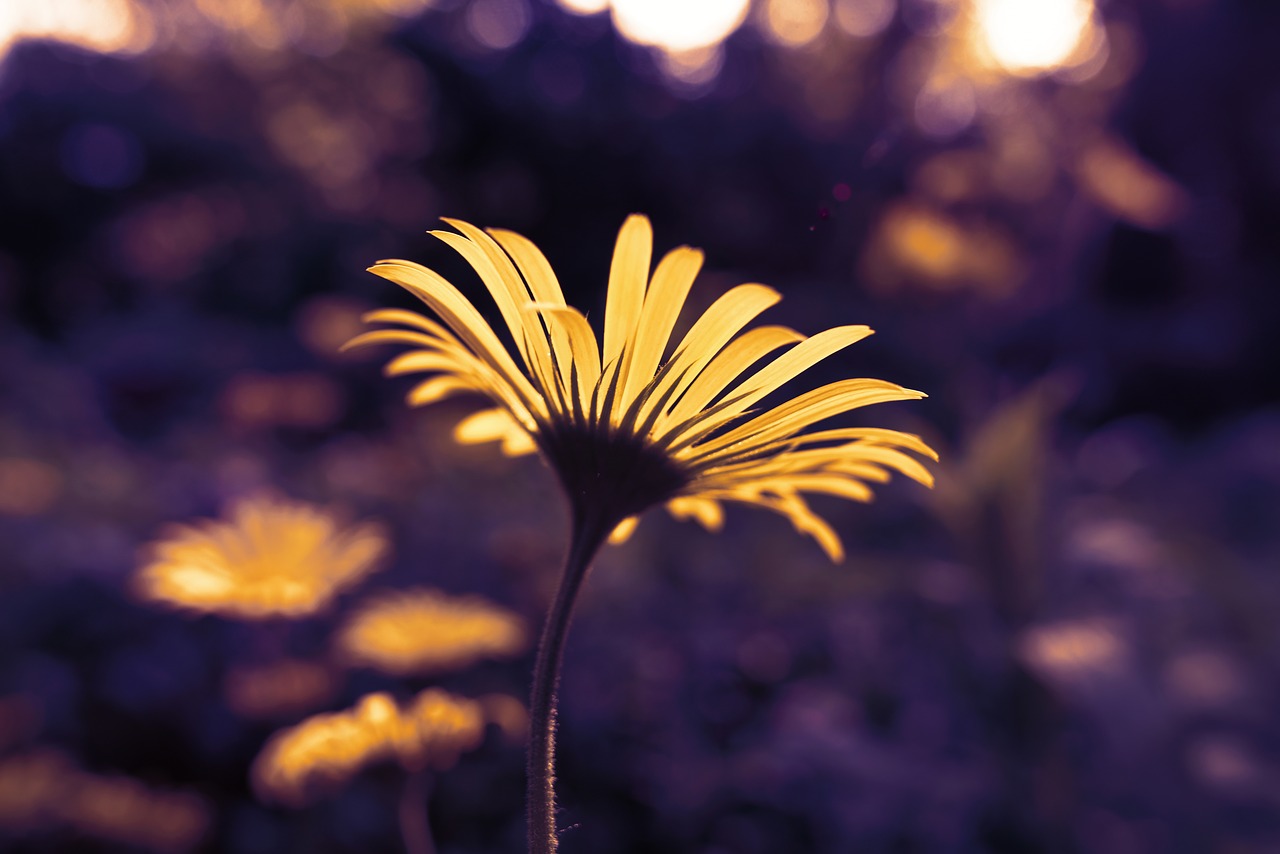 plantain-leaved leopard's bane  flower  doronicum plantagineum free photo