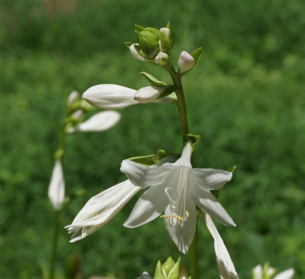 plantain lilies lily hosta free photo