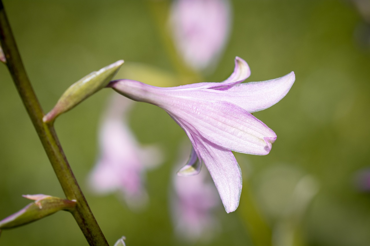 plantain lily sweetheart lily hosta free photo