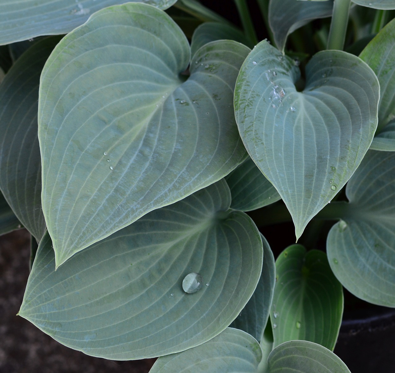 plantain lily hosta big daddy free photo