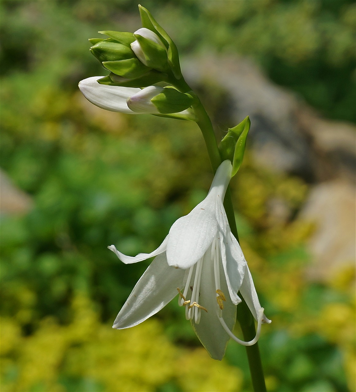 plantain lily hosta flower free photo