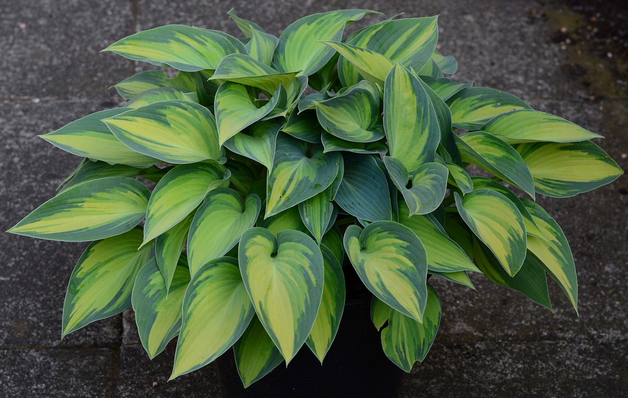 plantain lily hosta tardinia 'june free photo