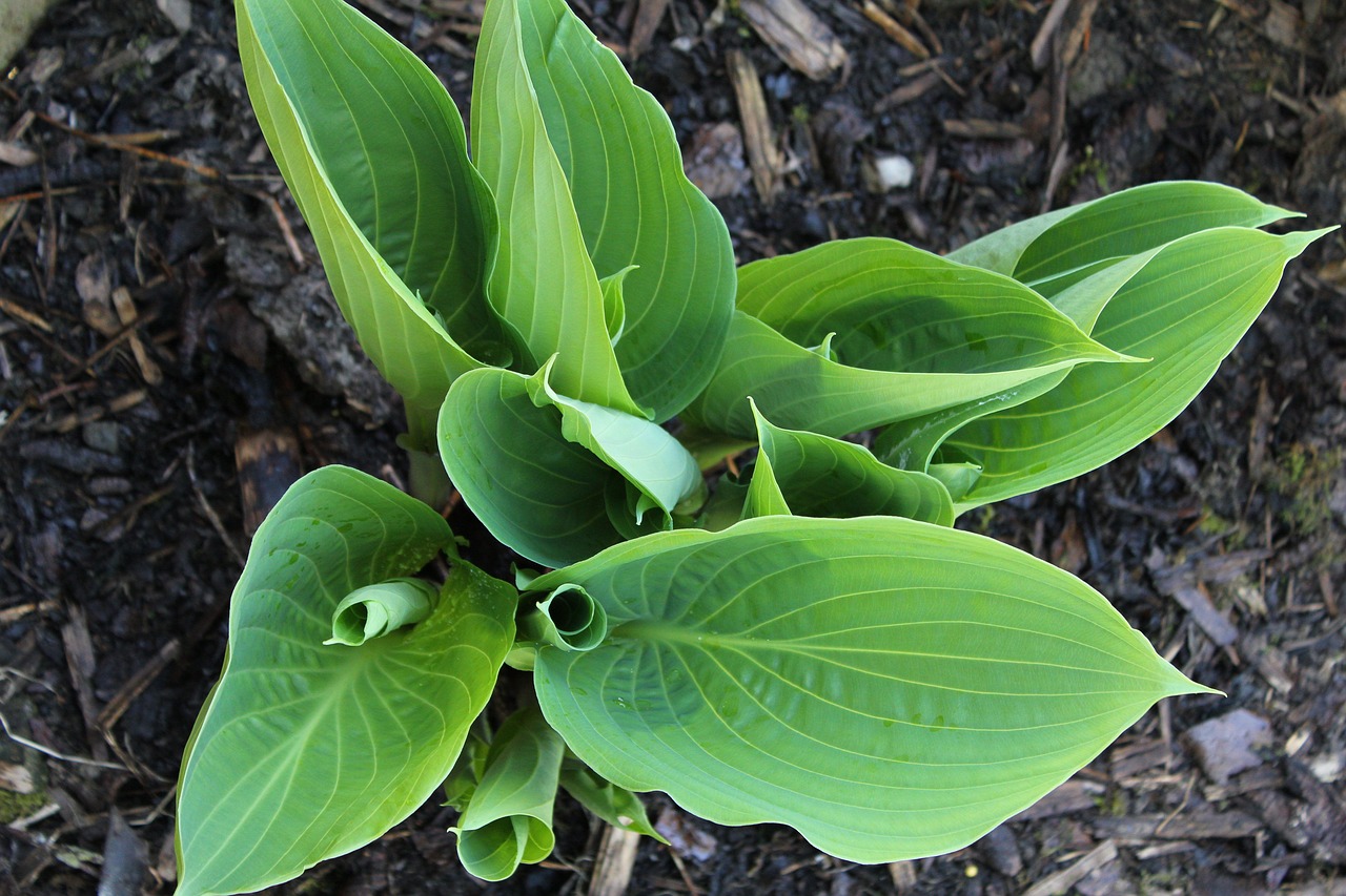 plantain lily hosta green free photo