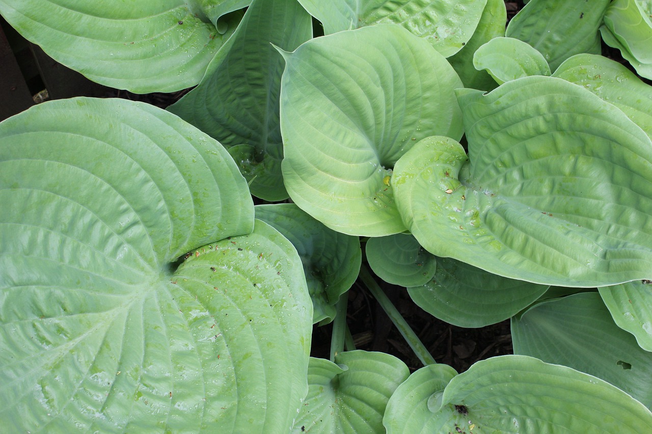 plantain lily hosta leaf free photo