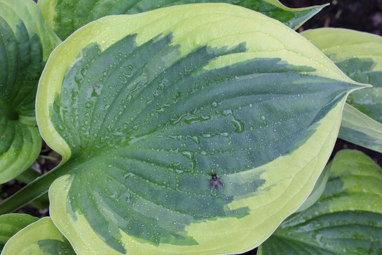 plantain lily hosta leaf free photo