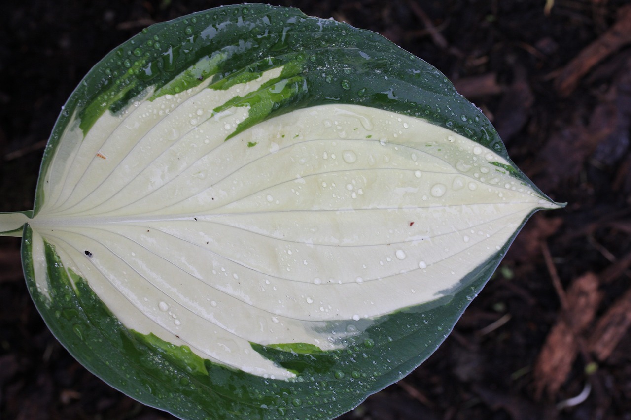 plantain lily hosta leaf free photo