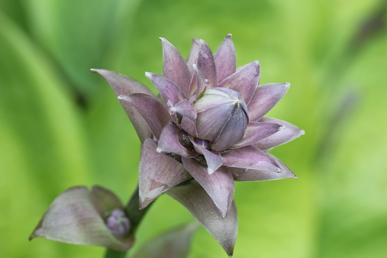 plantain lily hosta leaf free photo