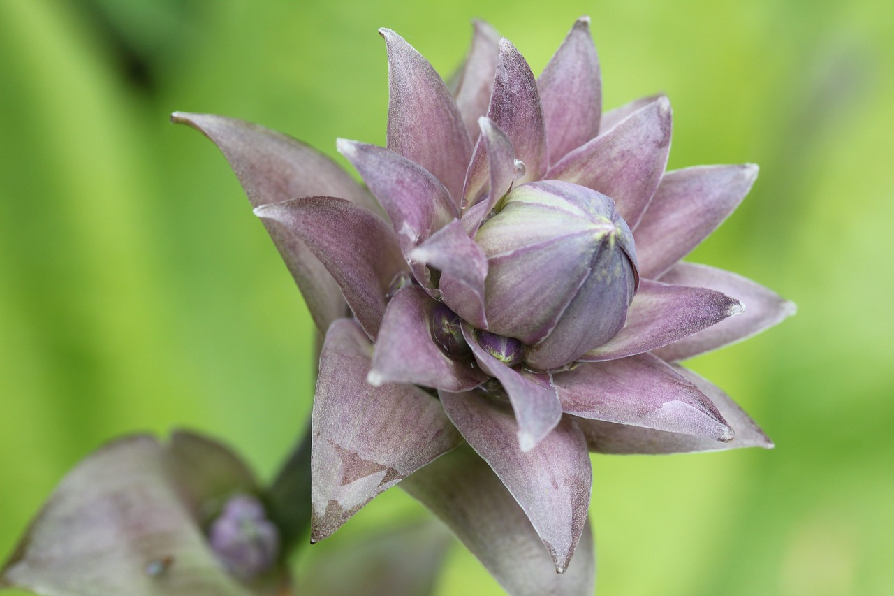 plantain lily hosta plant free photo