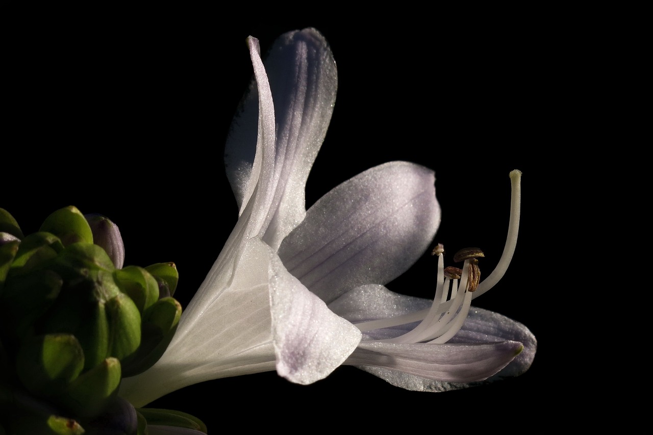 plantain lily  hosta  white flower free photo
