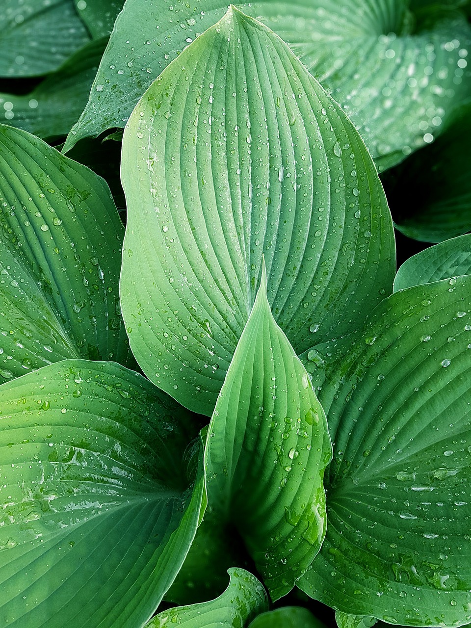 plantain lily  leaf  plant free photo