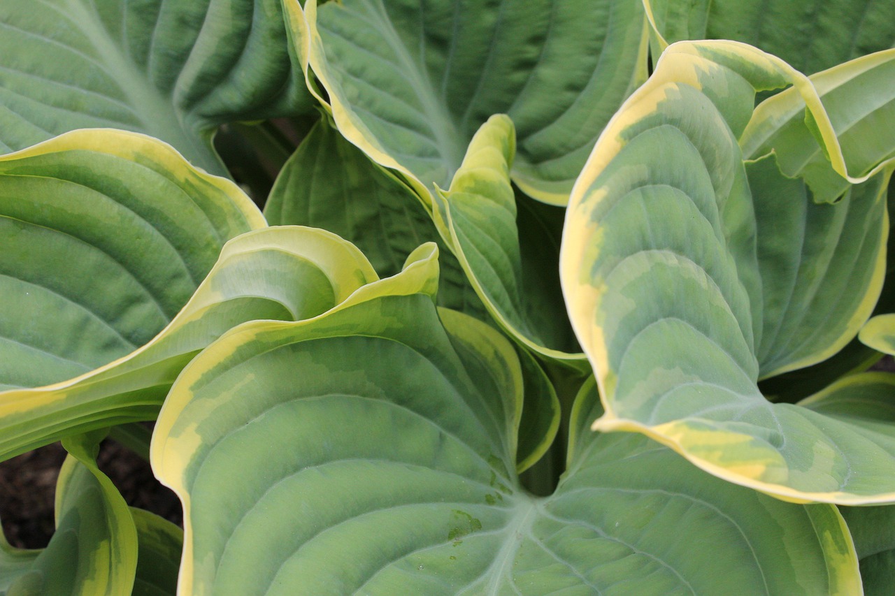 plantain lily  hosta  leaf free photo