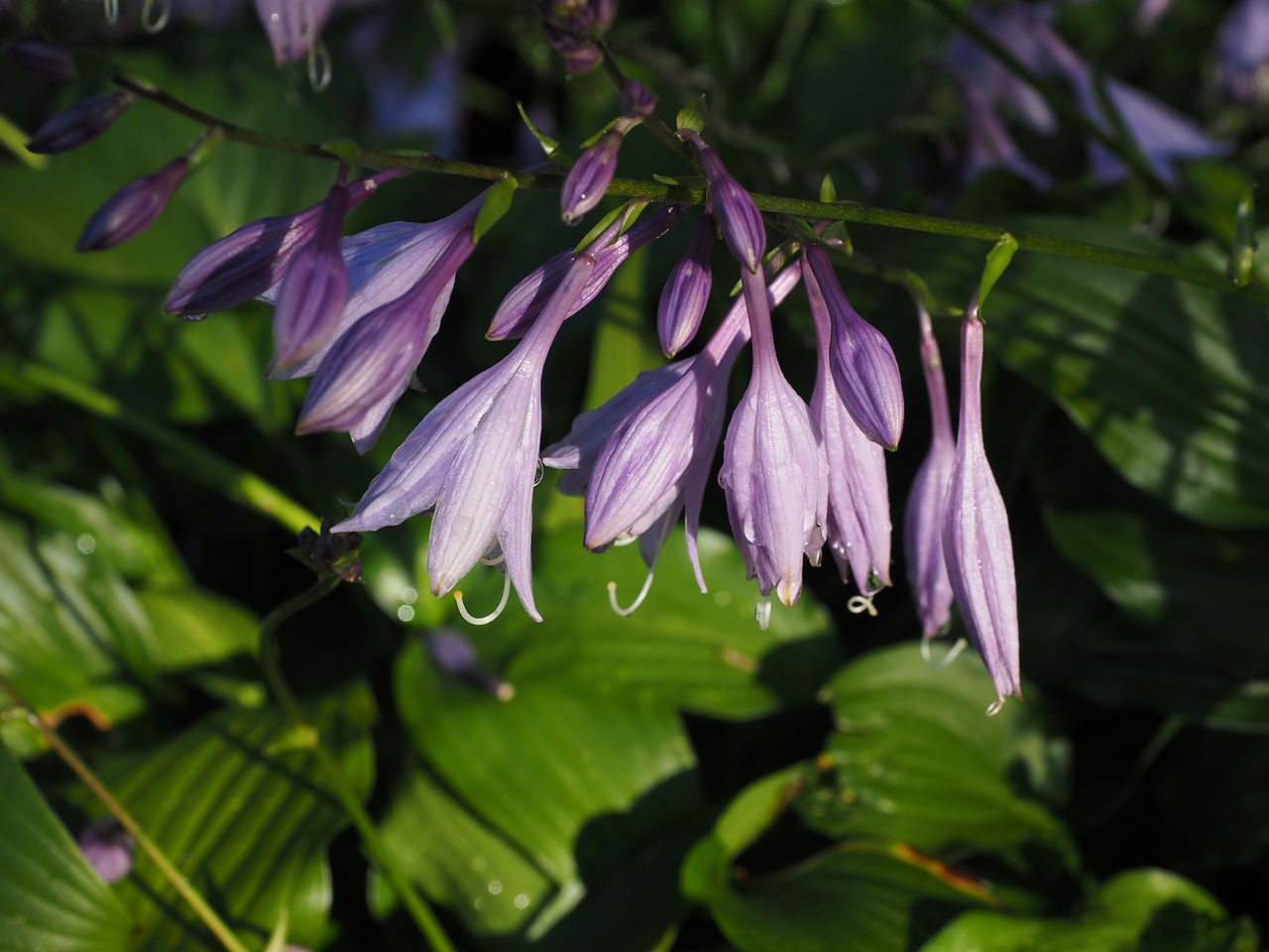 plantain lily flowers violet free photo